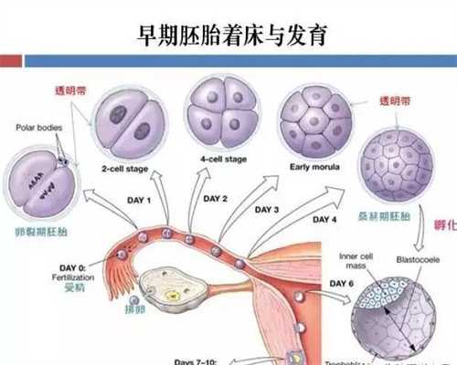 广州供卵试管婴儿移植过程_海外生子哪个公司的好